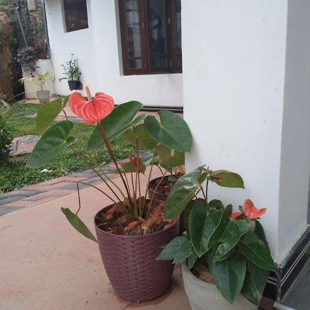 Holly House Homestay Ella Buitenkant foto